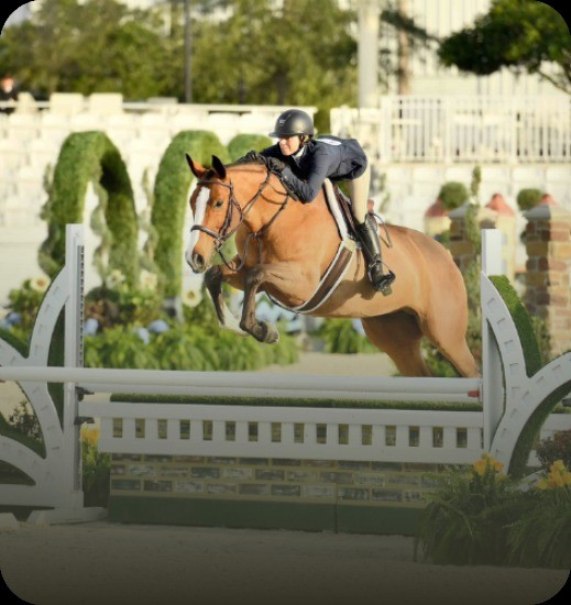 Rider jumping a hunter horse over a hedge