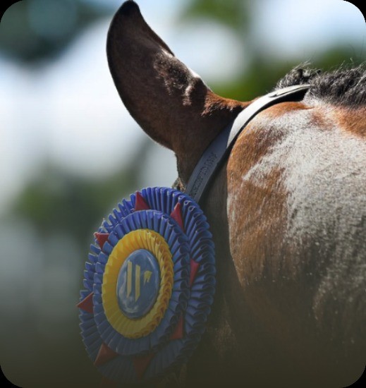 Close-up of a horse's ear with a show ribbon