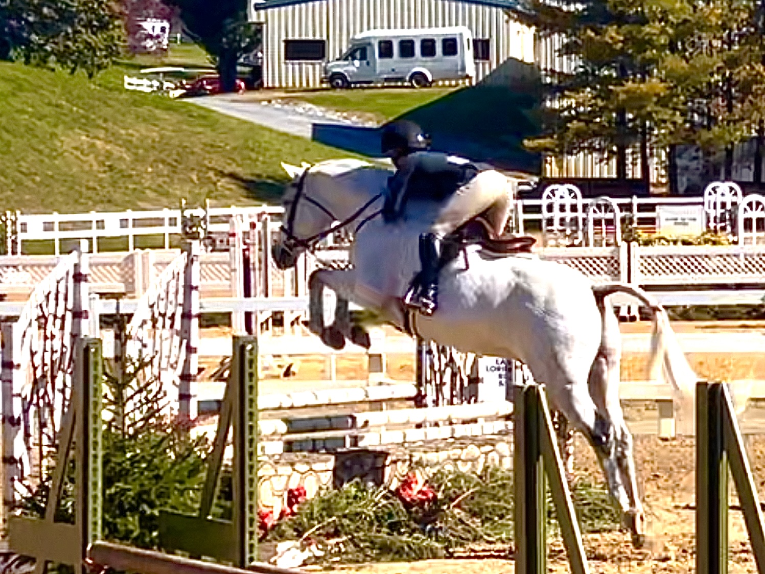 16.1h 12 Year old Westphalian Gelding. Sweet and straight forward 2’6″-3’3″ hunter!