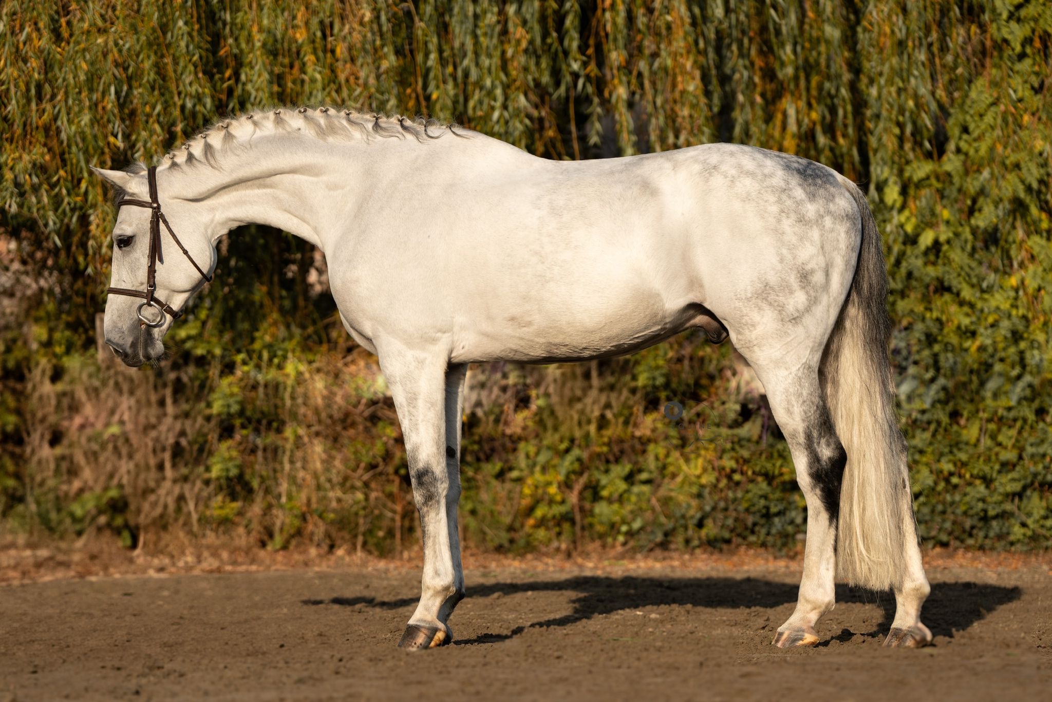 “Olympus” | 8Yo 17h Gelding | Equitation, Jumper Horse For Sale