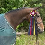 17h Bay Dutch Warmblood Hunter Horse For Sale in Columbus, North Carolina. Listed on ELITEQUINE.
