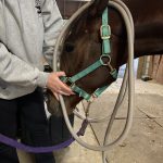 Quaker Swamp PEMF, Equine PEMF Services in Virginia.