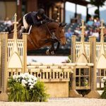 17h Bay Dutch Warmblood Hunter Horse For Sale in Columbus, North Carolina. Listed on ELITEQUINE.