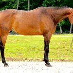 17h Bay Dutch Warmblood Hunter Horse For Sale in Columbus, North Carolina. Listed on ELITEQUINE.