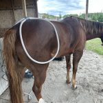 Quaker Swamp PEMF, Equine PEMF Services in Virginia.