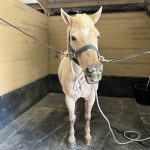 Quaker Swamp PEMF, Equine PEMF Services in Virginia.