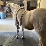 Quaker Swamp PEMF, Equine PEMF Services in Virginia.