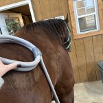 Quaker Swamp PEMF, Equine PEMF Services in Virginia.