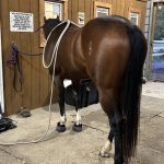 Quaker Swamp PEMF, Equine PEMF Services in Virginia.