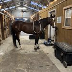 Quaker Swamp PEMF, Equine PEMF Services in Virginia.