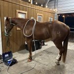 Quaker Swamp PEMF, Equine PEMF Services in Virginia.