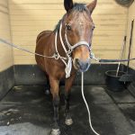 Quaker Swamp PEMF, Equine PEMF Services in Virginia.