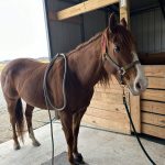Quaker Swamp PEMF, Equine PEMF Services in Virginia.