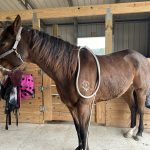 Quaker Swamp PEMF, Equine PEMF Services in Virginia.