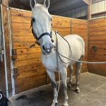 Quaker Swamp PEMF, Equine PEMF Services in Virginia.