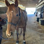 Quaker Swamp PEMF, Equine PEMF Services in Virginia.