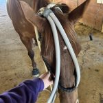 Quaker Swamp PEMF, Equine PEMF Services in Virginia.
