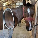Quaker Swamp PEMF, Equine PEMF Services in Virginia.