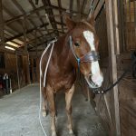 Quaker Swamp PEMF, Equine PEMF Services in Virginia.
