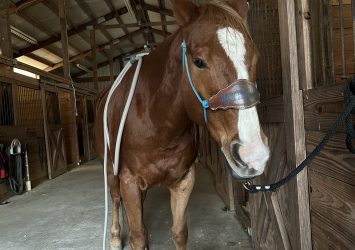 Quaker Swamp PEMF, Equine PEMF Services in Virginia.