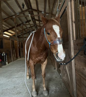 Quaker Swamp PEMF, Equine PEMF Services in Virginia.