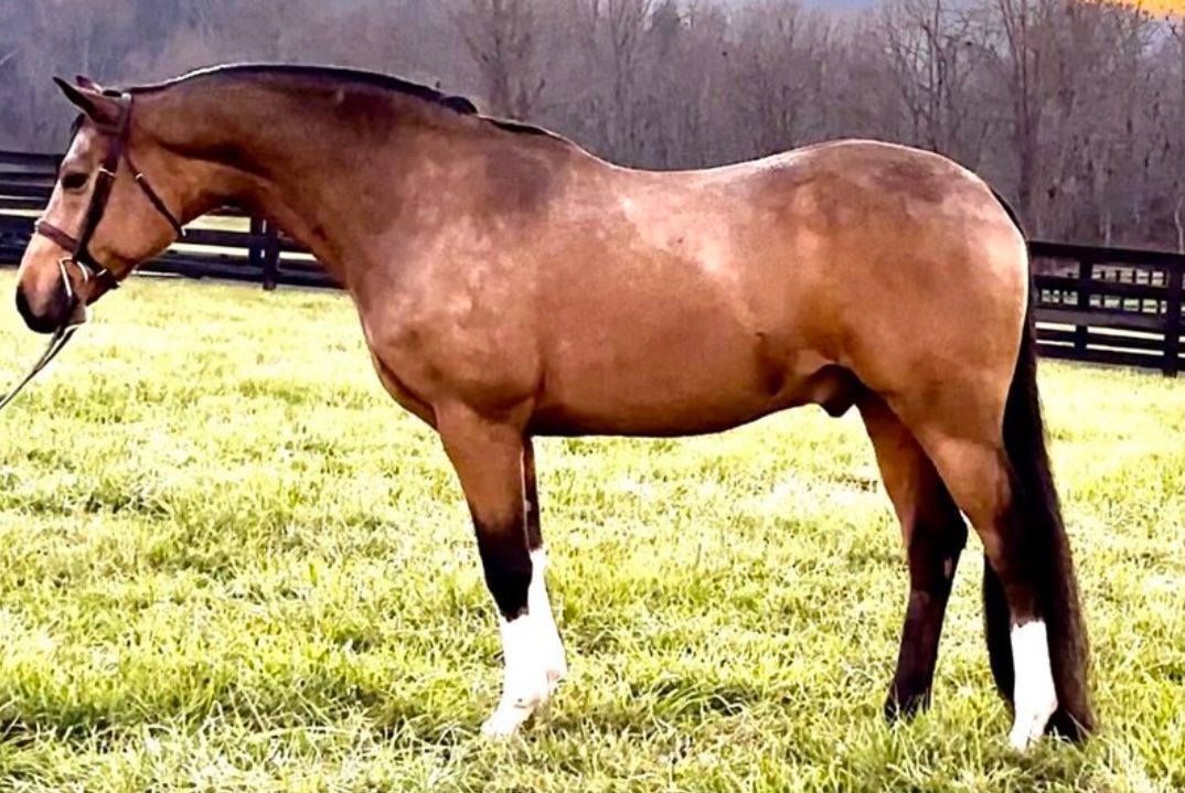“Highlight” | 11Yo 14.2h Deutsches Reitpony Gelding | Large Green Pony For Sale