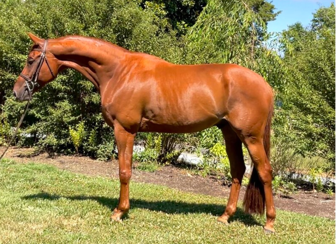 “PB” | 6Yo 16.2h Gelding For Sale | Hunter Horse For Sale