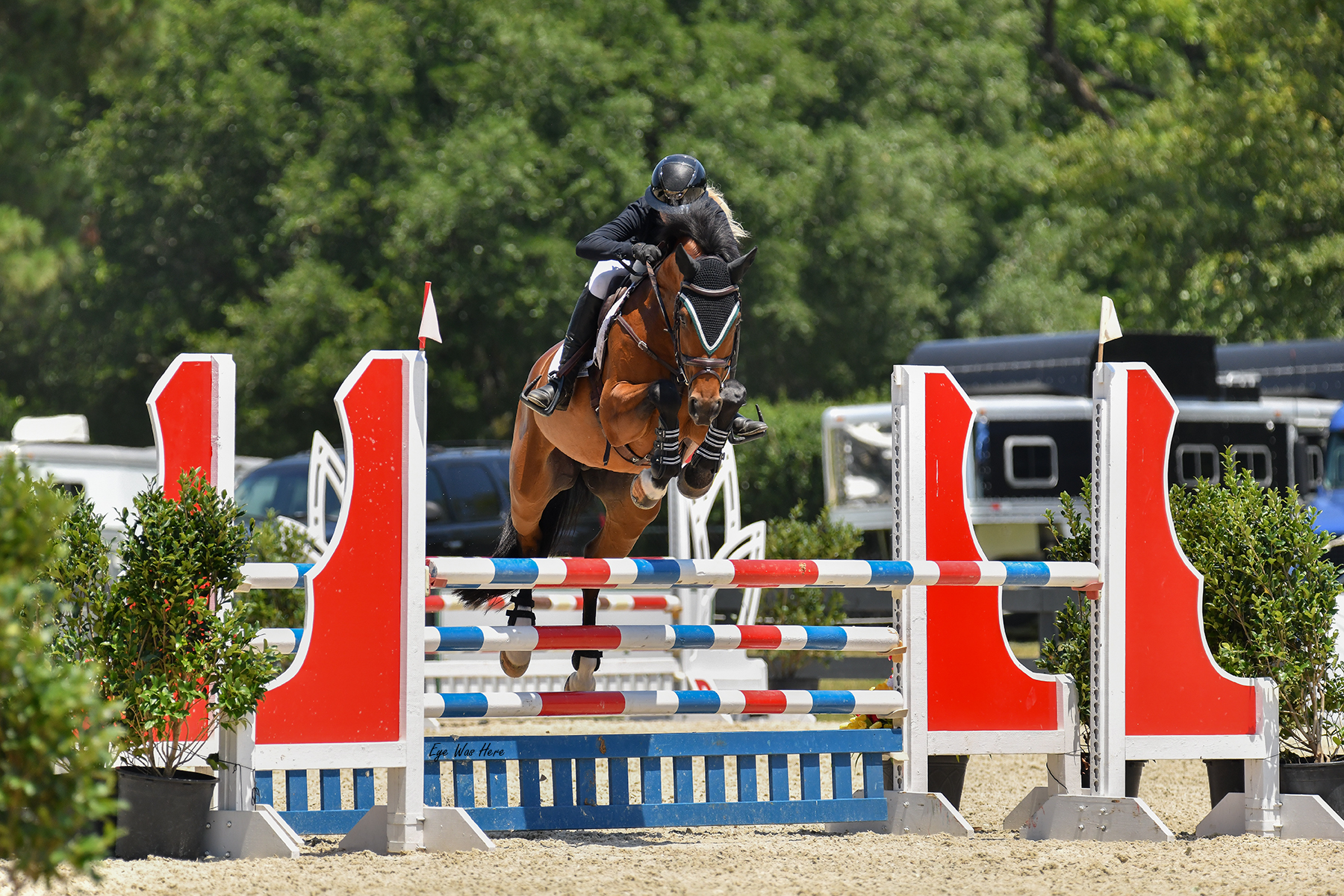 Bryn Taran Laurel | 10Yo 15.2h Holsteiner Mare | Jumper Horse for Sale