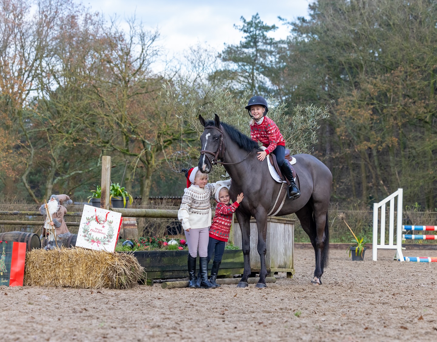 “Webster” | 4Yr Old 16h Gelding | Hunter For Sale