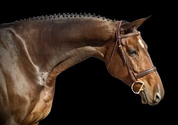 17h Bay Dutch Warmblood Hunter Horse For Sale in Columbus, North Carolina. Listed on ELITEQUINE.