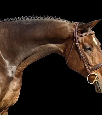 17h Bay Dutch Warmblood Hunter Horse For Sale in Columbus, North Carolina. Listed on ELITEQUINE.
