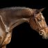 17h Bay Dutch Warmblood Hunter Horse For Sale in Columbus, North Carolina. Listed on ELITEQUINE.
