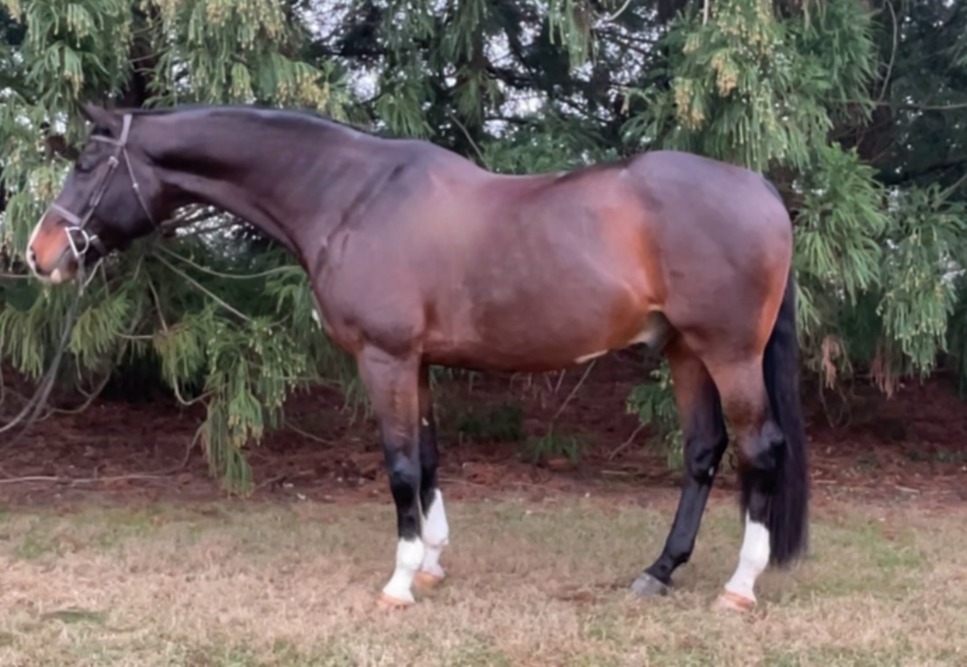 Ty | 9Yo 17h Westfalian Gelding | Hunter, Equitation Horse For Sale