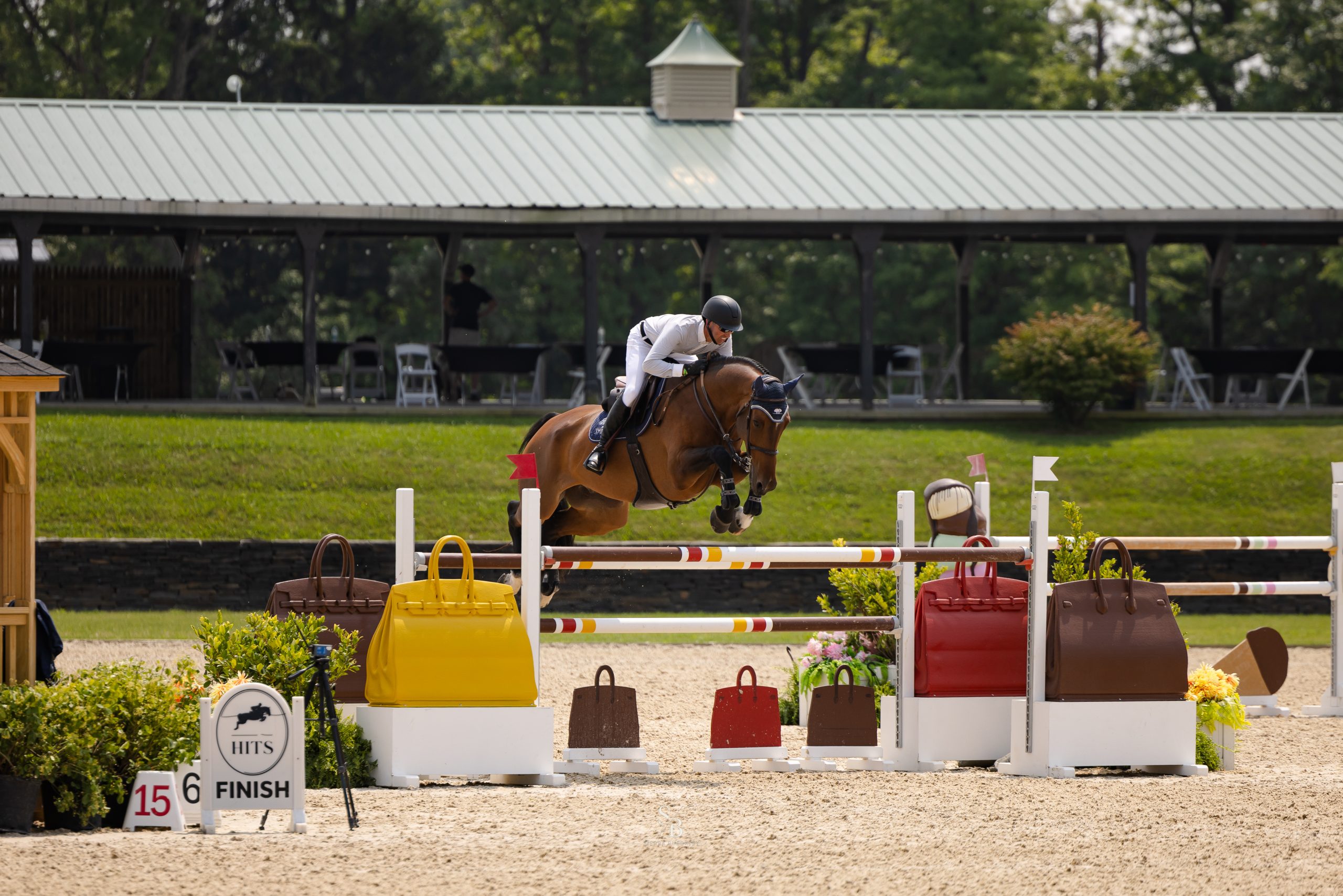Titus | 16.2 7yo Westfalen Gelding | Hunter for Sale
