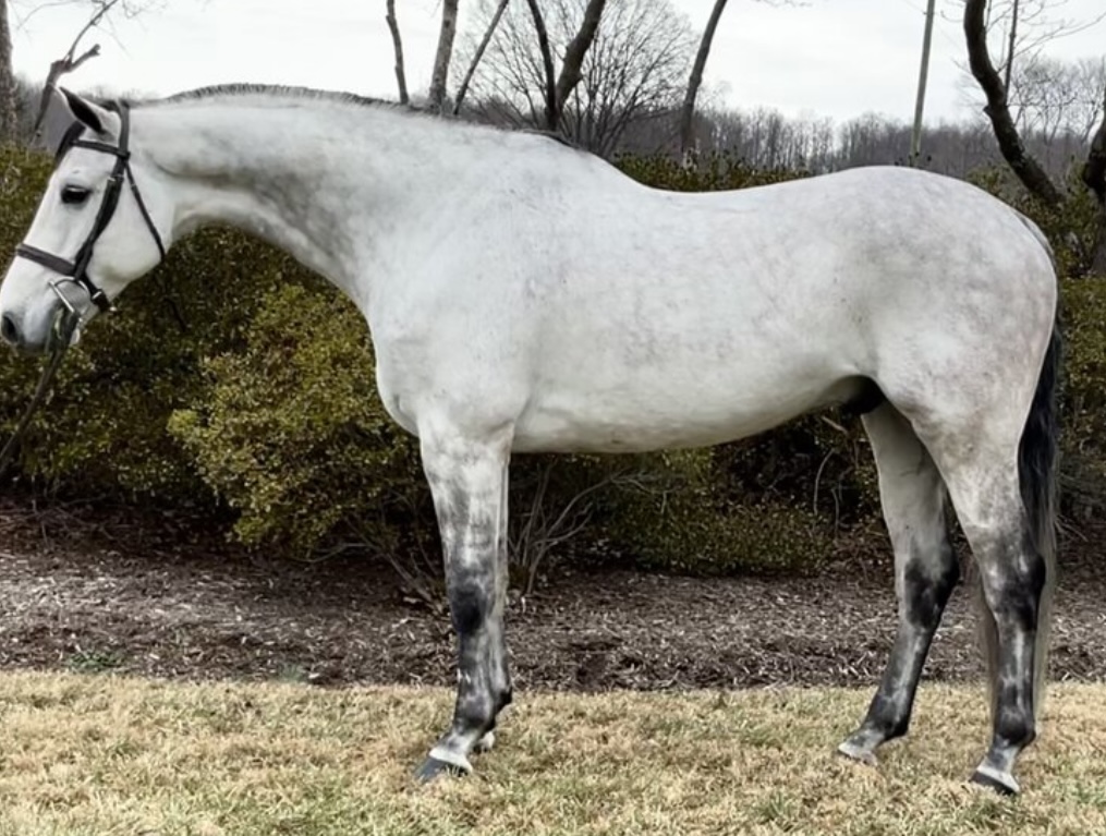 Rolo | 2017 16.1 Belgian Warmblood Gelding | For Sale
