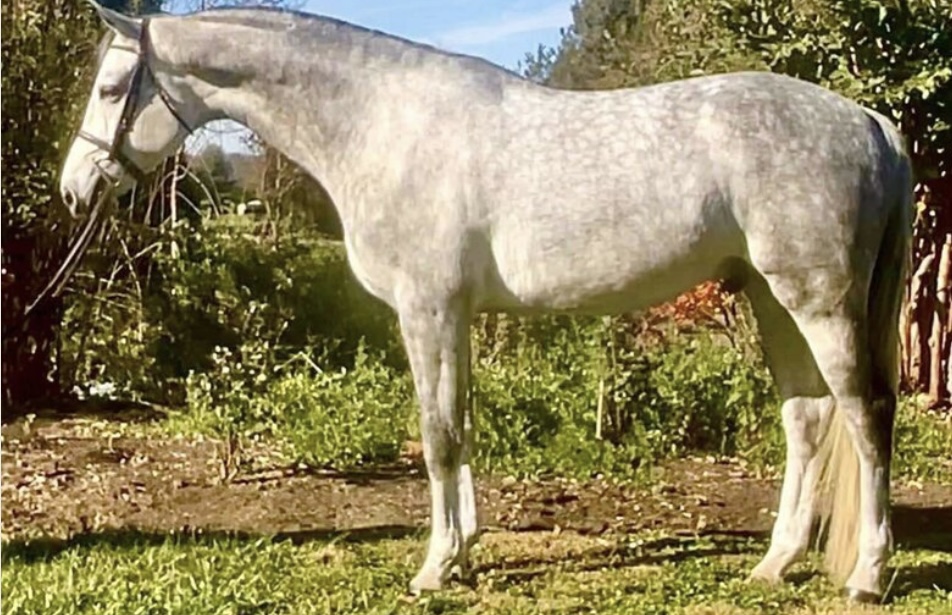 Avocado | 2018 16.1 Warmblood Gelding | Hunter For Sale