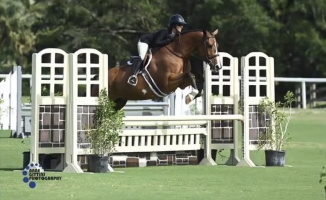 California Blue | 2009 16.2 Belgian Warmblood Mare | Hunter For Sale